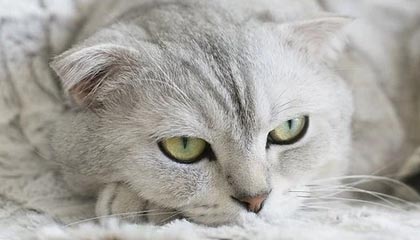 爱游戏大厅官网-《电竞产业多元布局：从游戏开发到赛事运营全线发力》，电竞产业分析数据参考